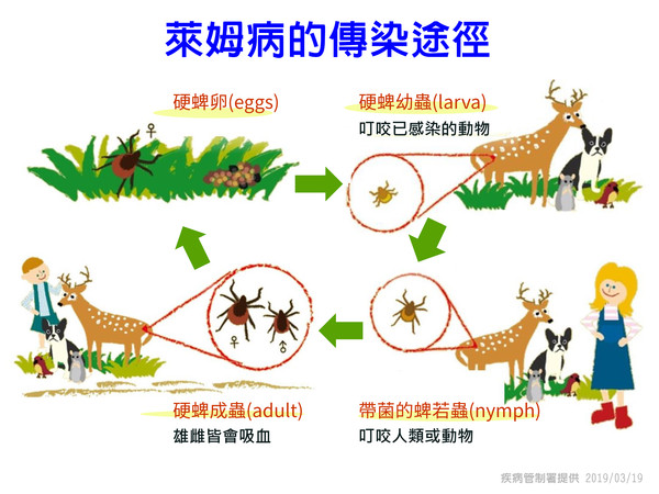 ▲▼萊姆病傳染途徑。（圖／疾管署提供）