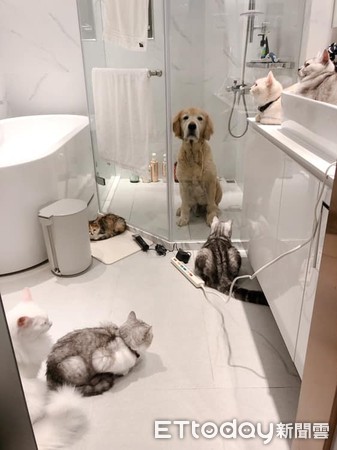 ▲留點隱私好嗎？狗哥哥要洗澡　6貓全擠進浴室「監工」。（圖／飼主王芷均提供）