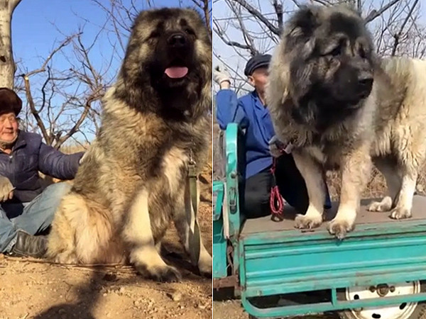 ▲高加索犬,犬中之王,高加索牧羊犬。（圖／翻攝自微博）