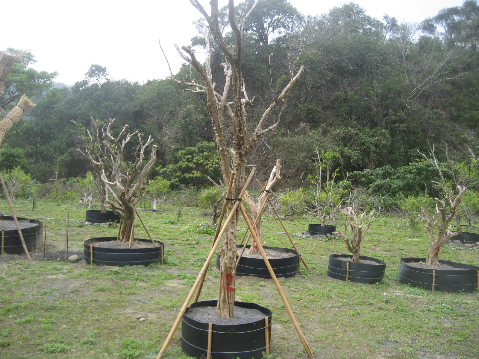 ▲▼林務局揭露5大類山老鼠樣態與犯案熱點。（圖／林務局提供）