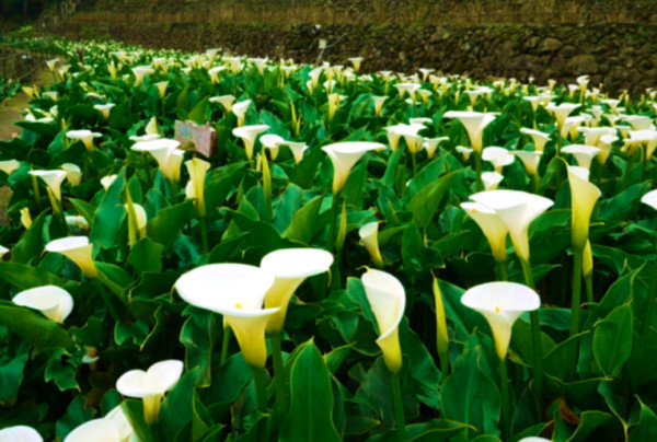 ▲▼海芋、桐花、中社觀光花市。（圖／翻攝自各單位官網）