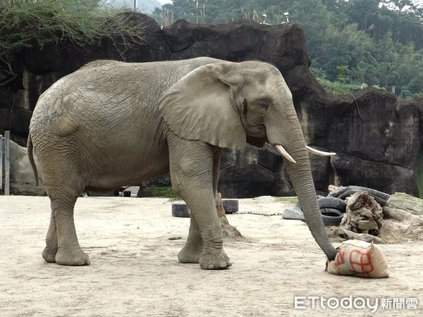 ▲超過3萬票贊成！　台北市立動物園6/19開始「連續10天不開放」。（圖／台北市立動物園）