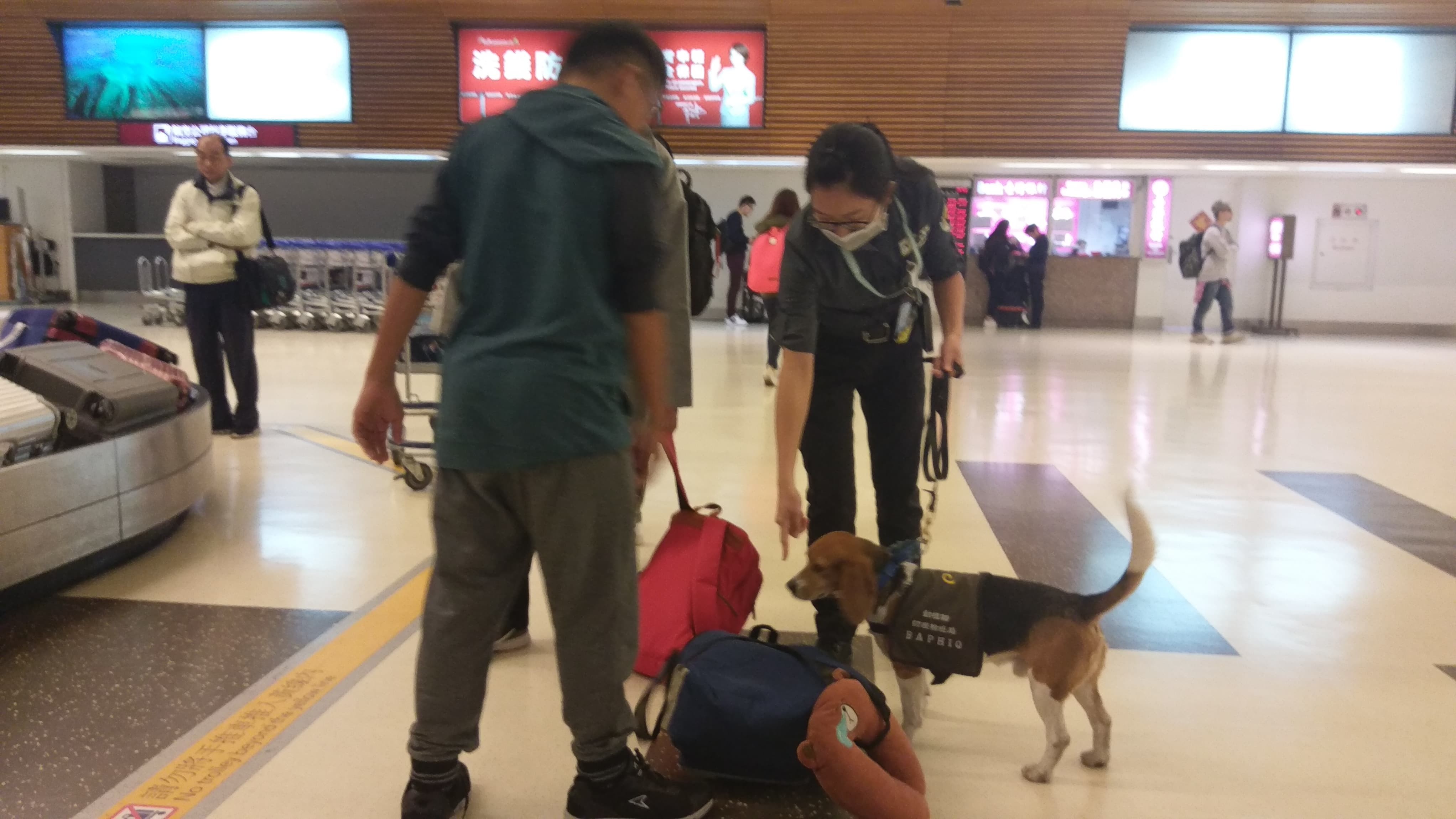 ▲一名緬甸籍華僑入境旅客昨晚入境桃園國際機場，因不滿檢疫犬嗅聞行李，失控以推車攻擊檢疫犬，連領犬員也遭波及，航警局將華僑函送桃檢偵辦。（圖／ETtoday新聞雲資料照片）