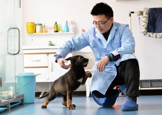 ▲兩個月大的複製犬與研究人員嬉鬧 。（圖／翻攝自《科技日報》）