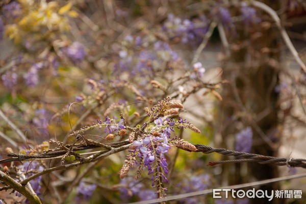 ▲▼ 紫藤花季   。（圖／阿管處提供，下同）