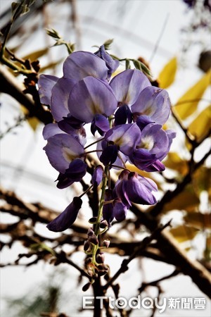 ▲▼ 紫藤花季   。（圖／阿管處提供，下同）