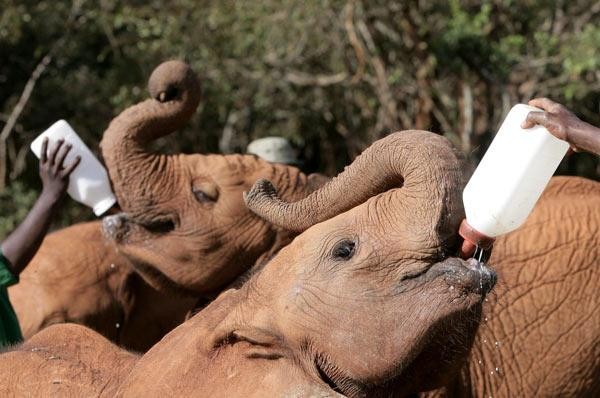 ▲每隻象寶寶都會由一名員工照顧，而且每隔3小時要就給牠們餵奶。(圖／David Sheldrick Wildlife Trust@Keyafrica.com)