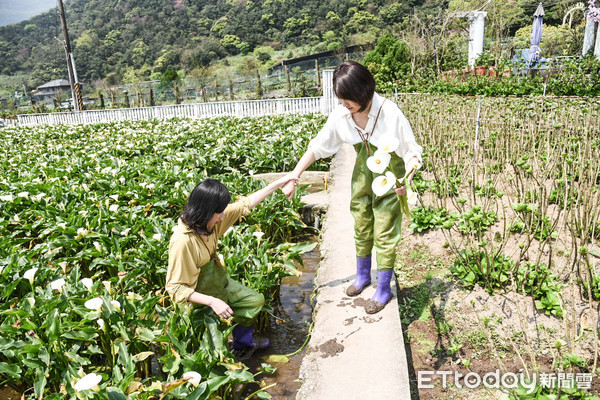 ▲2019竹子湖海芋季。（圖／記者林敬旻攝）