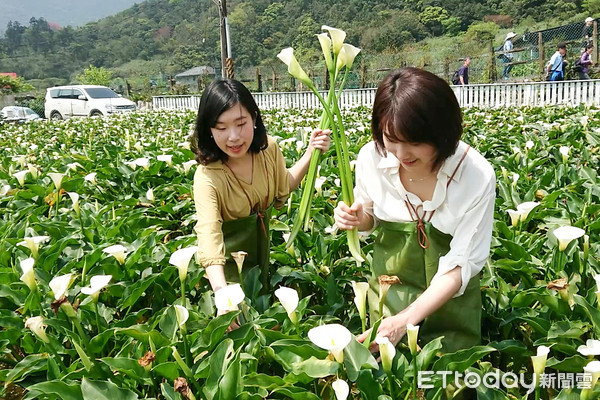 ▲2019竹子湖海芋季。（圖／記者林敬旻攝）