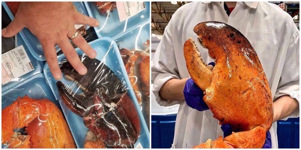 ▲美國COSTCO賣場推出新品「巨型龍蝦螯」，大小將近賣場人員上半身大小。（圖／翻攝自deeznelson、julesfood IG）