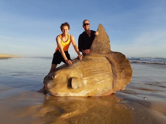 ▲格則拉（Linette Grzelak）拍下與翻車魚屍體合照，並發至臉書，表示從未看過這樣的魚，直到上網查才確認是翻車魚。（圖／翻攝自National Parks South Australia FB）
