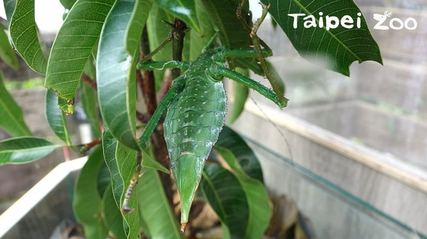 7種「偽裝大師」現身動物園！（圖／台北市立動物園提供）