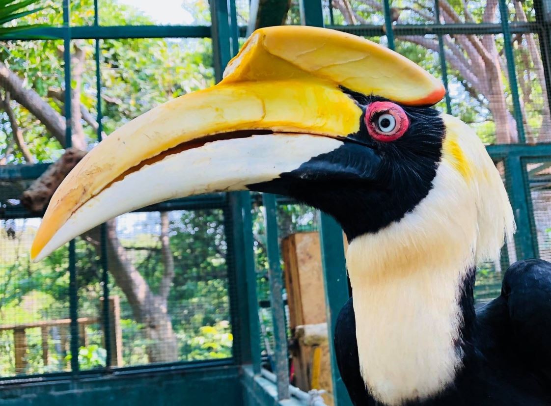 先不談貓熊！壽山動物園請「印度大犀鳥」代言邀你做帆布包| ETtoday