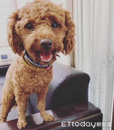 混血貴賓撒嬌討摸，20秒後大爆走。（圖／飼主Ling Ling Cheng，請勿隨意翻拍，以免侵權。）