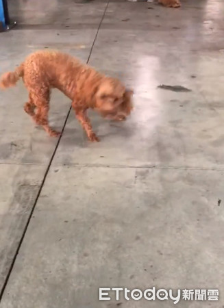 混血貴賓撒嬌討摸，20秒後大爆走。（圖／飼主Ling Ling Cheng，請勿隨意翻拍，以免侵權。）