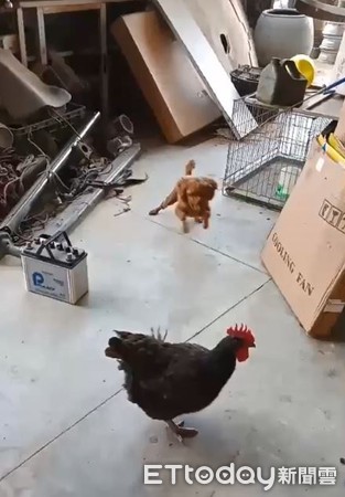 混血貴賓撒嬌討摸，20秒後大爆走。（圖／飼主Ling Ling Cheng，請勿隨意翻拍，以免侵權。）