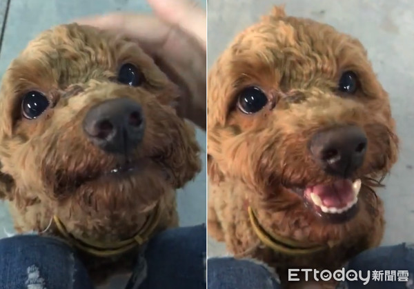 混血貴賓撒嬌討摸，20秒後大爆走。（圖／飼主Ling Ling Cheng，請勿隨意翻拍，以免侵權。）