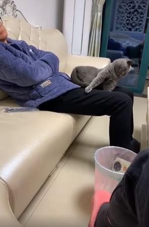 藍貓強掰奴才大腿，累癱眼神死！（圖／翻攝自抖音APP用戶@117624622）