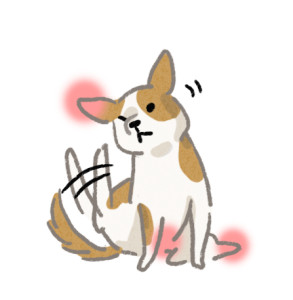 ▲▼狗狗過敏。（圖／毛起來提供）