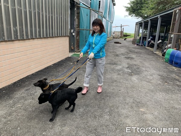 ▲香港夫妻來台照顧流浪貓狗　每天和時間賽跑就為幫牠們找到家。（圖／新北市動保處提供）