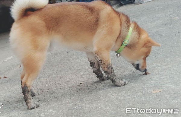 ▲柴犬泰迪。（圖／網友陳淑授權提供）