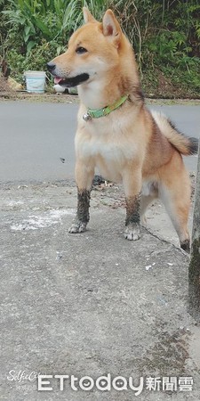 ▲柴犬泰迪。（圖／網友陳淑授權提供）