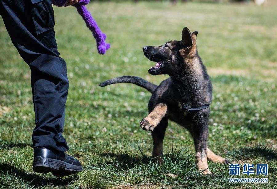 ▲大陸第一隻「克隆」警犬「昆勛」。（圖／翻攝自《新華社》）