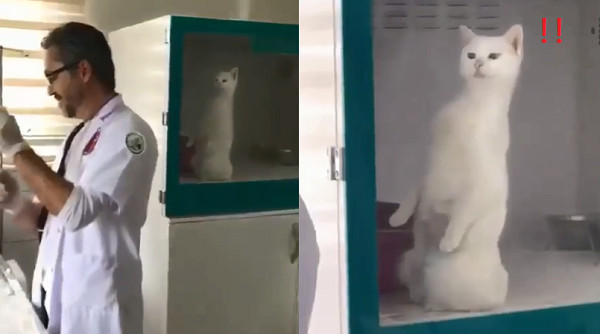 ▲▼醫生配藥...看診貓隔窗偷看針筒「驚恐起立」：夭壽加大支！（圖／翻攝自寵物俱樂部粉專）