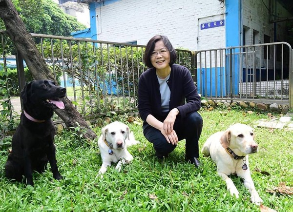 ▲▼蔡英文領養的3隻退役導盲犬Bunny、Bella、Maru。（圖／翻攝自蔡英文臉書）