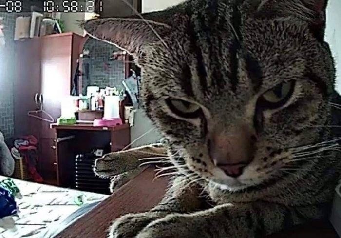 ▲▼泰國網友Lomphonten Lomphontan錄下自家貓咪半夜的活動。（圖／翻攝自FB／Lomphonten Lomphontan）