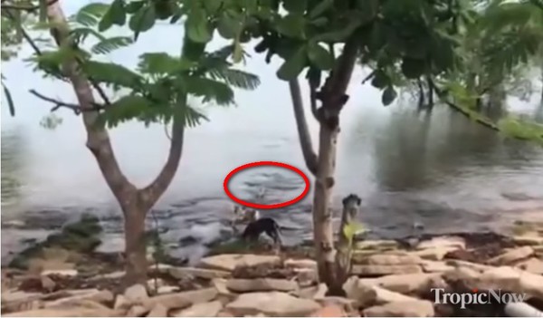 黑白狗河邊散步玩耍　小學老師直擊陰險鱷魚一口咬死牠。（圖／翻攝自YouTube／Tropic Now）