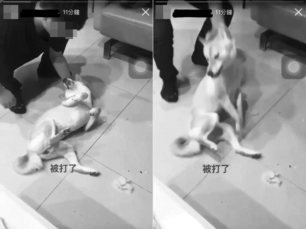 ▲飼主呼柴犬巴掌、抓頸摔地惹議。（圖／網友提供）