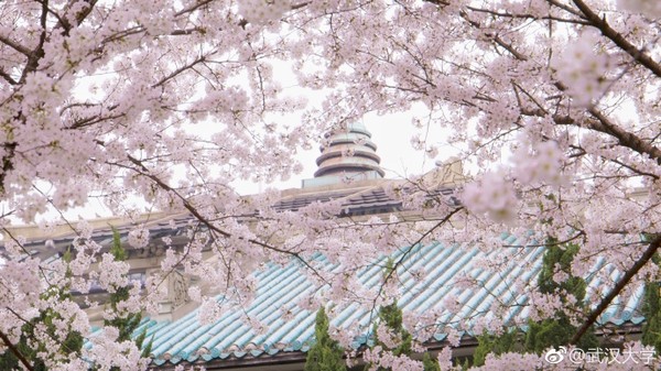 ▲武漢大學近日櫻花盛開，美不勝收。（圖／翻攝自微博，下同）