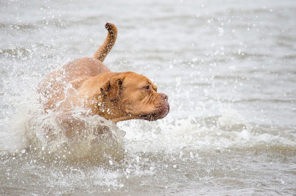 ▲▼狗狗，玩水。（圖／pixabay）