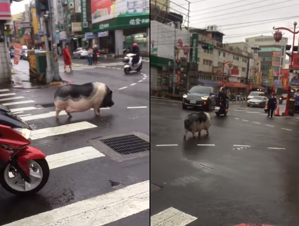 ▲▼新竹竹蓮市場附近25日出現一隻「野生山豬」在馬路上行走。（圖／取自臉書「新竹大小事」）