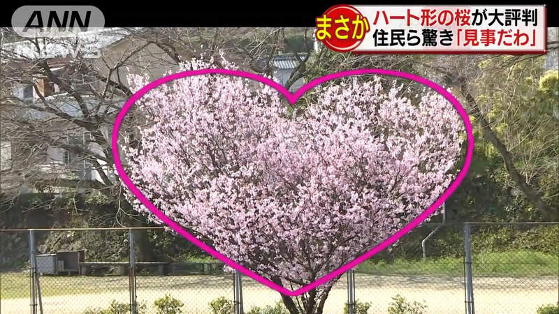 ▲▼日本人瘋拍愛心櫻花，當地人卻說聽都沒聽過。（圖／翻攝自日網，ANNnews）