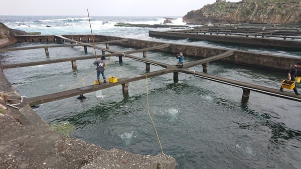 ▲貢寮,鮑魚,大陸鮑魚。（圖／新北市政府提供）