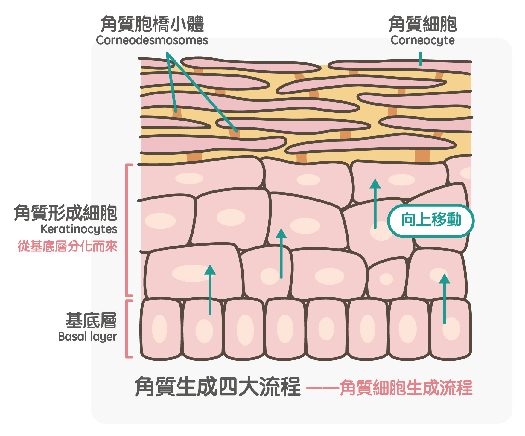 ▲▼《自己的肌膚自己救：最科學的保養知識全圖解》。（圖／方寸文創提供，請勿隨意翻拍，以免侵權。）