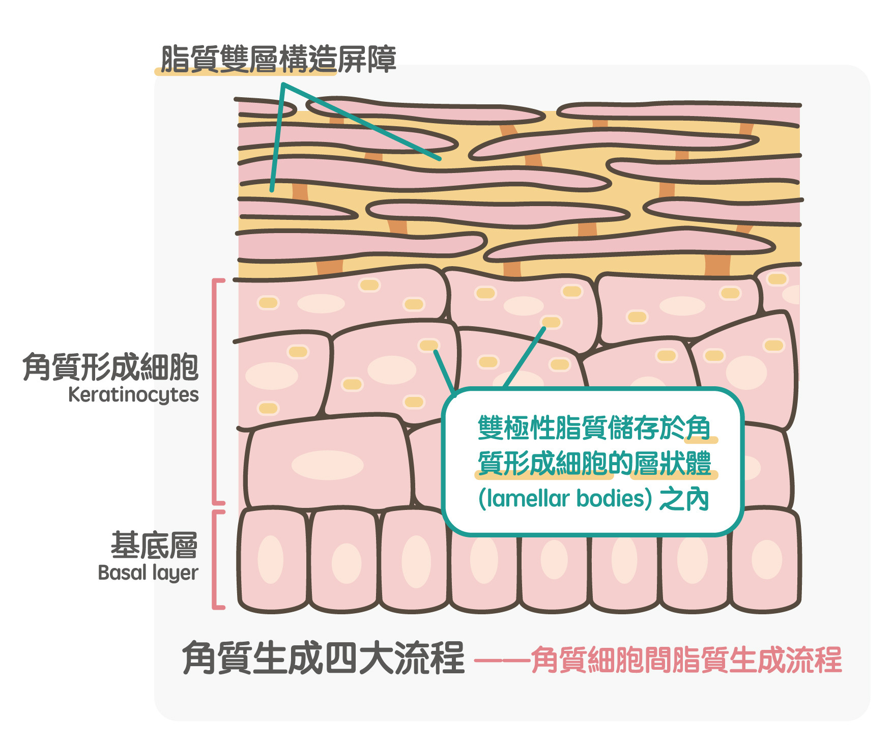 ▲▼《自己的肌膚自己救：最科學的保養知識全圖解》。（圖／方寸文創提供，請勿隨意翻拍，以免侵權。）