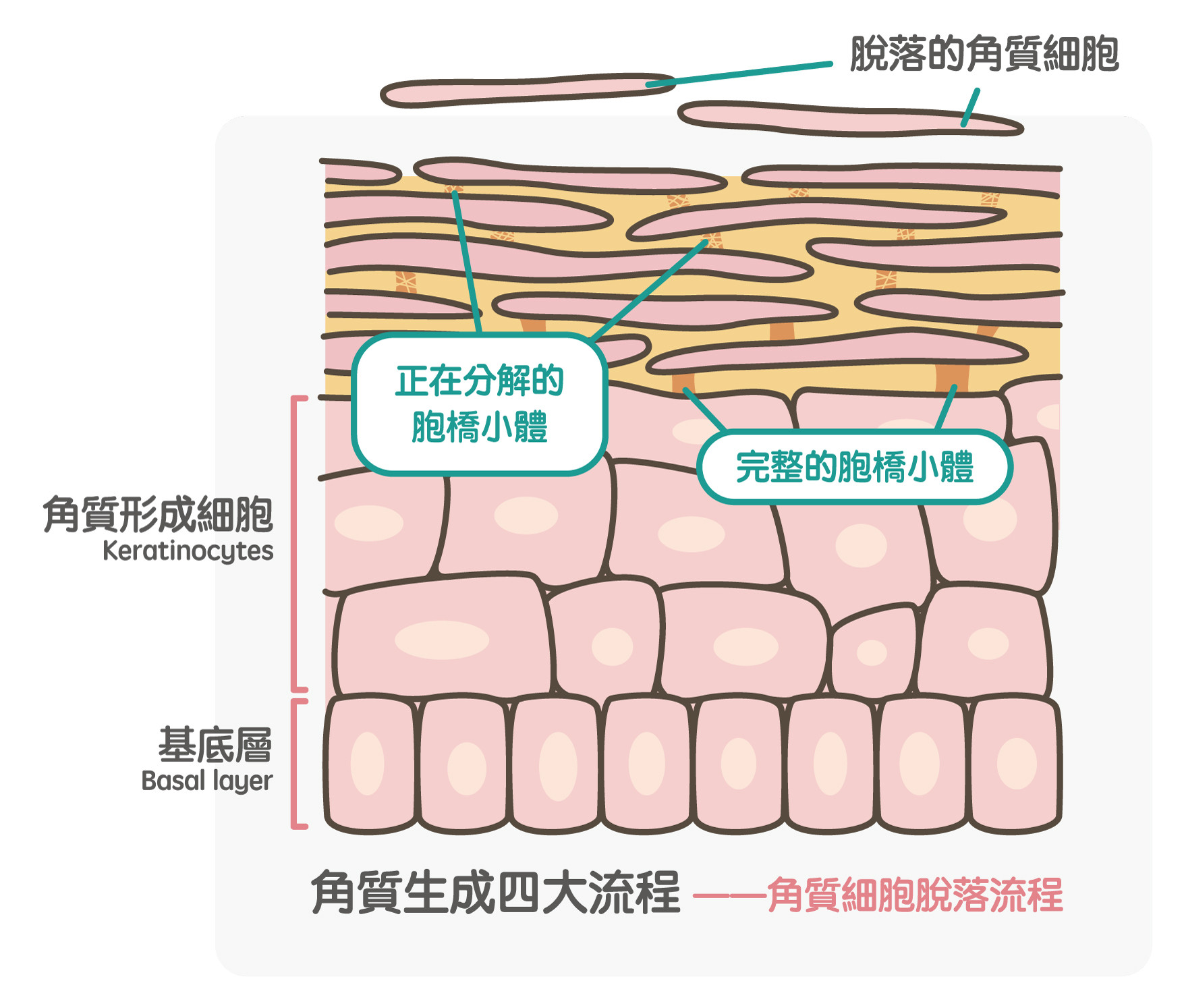 ▲▼《自己的肌膚自己救：最科學的保養知識全圖解》。（圖／方寸文創提供，請勿隨意翻拍，以免侵權。）