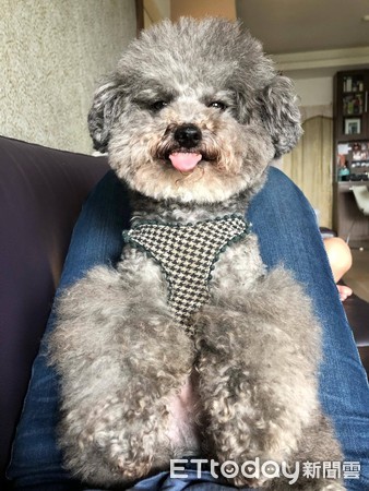 貴賓躺大腿甜笑。（圖／Facebook「Grey Poodle WooWooㄨㄨ」授權提供，請勿隨意翻拍，以免侵權。）