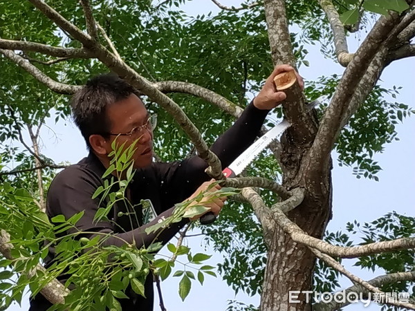 ▲▼樹藝師盧昕宏應屏東林管處之邀指導修剪樹木           。（圖／記者陳崑福翻攝）