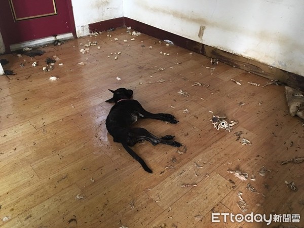 ▲2犬遭獨留空屋活活餓死。（圖／台北市動保處提供）