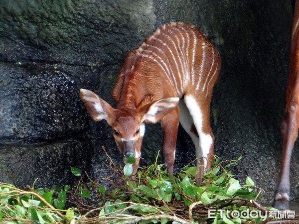 ▲歡慶兒童節！　台北市立動物園推優惠「1大1小免費參觀」。（圖／台北市立動物園提供）