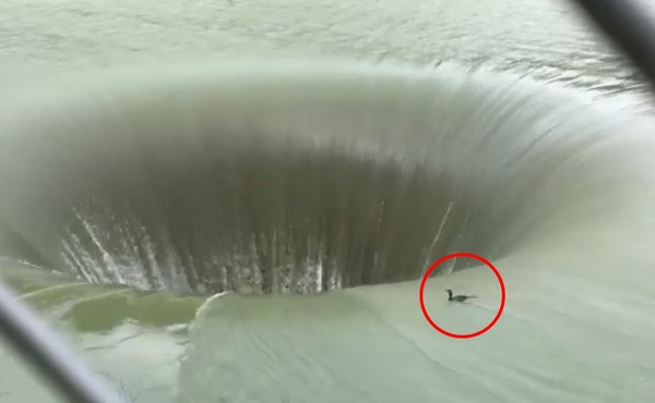 ▲鴨鴨被湖中「巨型黑洞」吞噬　目擊者驚訝：牠活下來了！。（圖／翻攝自Facebook／Tori Junes Fowler）