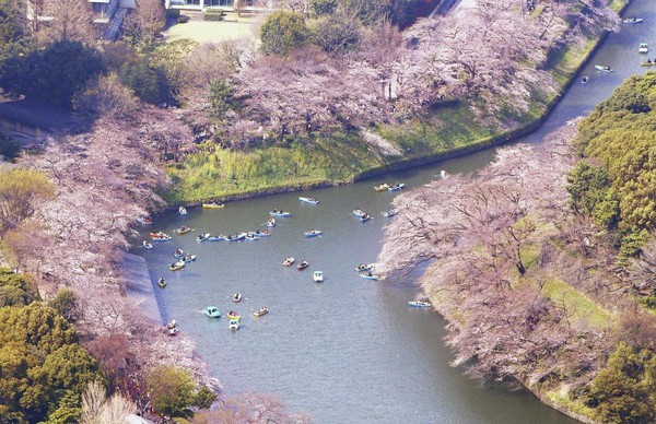 東京櫻花進入全盛期，繁花點綴千鳥之淵，猶如粉色綢帶。（東方IC）