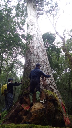 ▲▼「檢警林」科技佈防，破獲在明池地區橫行的翁姓、黃姓主嫌山老鼠集團等13名嫌犯，同時查獲紅檜及臺灣扁柏成品、半成品及精油等共93件。（圖／羅東林管處提供，下同）