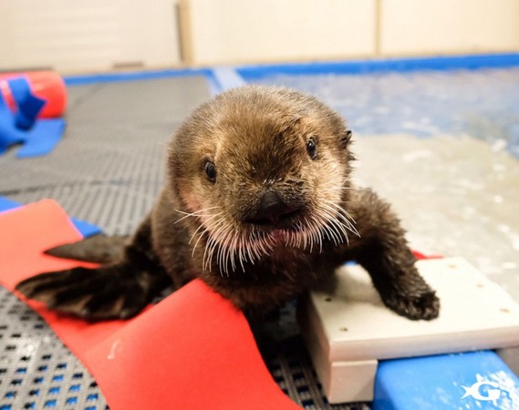 ▲救援人員正在給水獺寶寶餵奶，畫面十分溫馨。(圖／喬治亞州水族館官網)