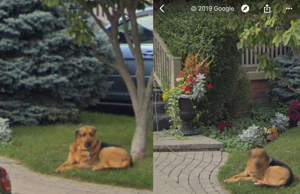 ▲▼鄙視汪回眸被拍！Google街景貼心馬賽克　飼主笑：狗也有隱私。（圖／翻攝自The Dodo）