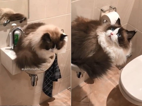 ▲布偶貓把自己塞進洗手台，卻發現自己胖了。（圖／翻攝自IG@ladylolathecat）